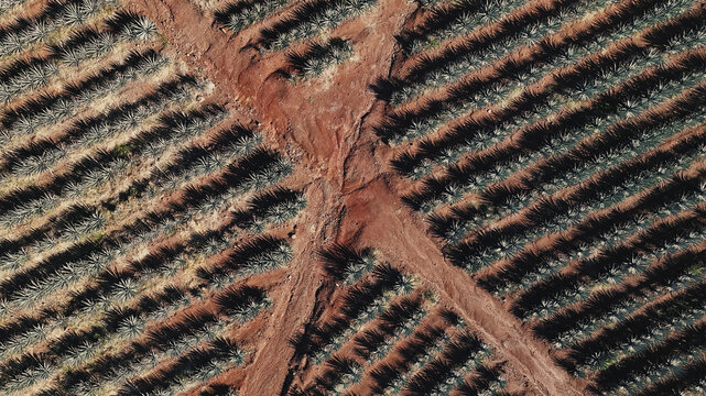 Aerial view of agave fields creating a geometric tapestry against the red earth, a stark contrast between the cultivated rows and the natural landscape, Tequila, Jalisco, Mexico.
