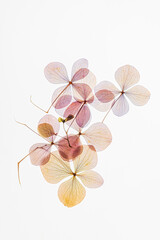 Naklejka premium A gentle collection of dried flowers showcases their intricate structures and pastel hues