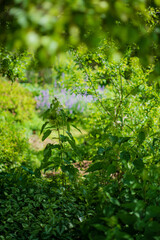 Soft sunlight shines through leaves, brightening a garden filled with vibrant plants and flowers
