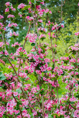 Bright pink blooms fill the garden, showcasing nature's beauty in vibrant colors as spring unfolds