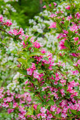 Fototapeta premium Stunning clusters of pink and white blooms create a lively scene in a garden full of spring life