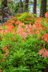 Colorful azaleas burst with blooms, creating a cheerful scene in a serene garden setting