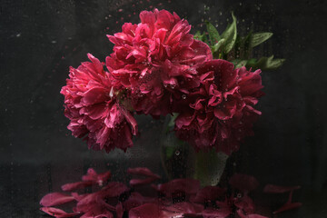 Pink Peonies in a Glass Vase Behind Wet Window -Moody Floral Still Life