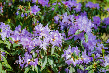 Bright purple flowers burst into bloom, bringing color and life to the garden in warm sunlight
