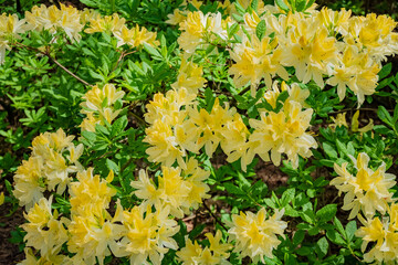 Yellow azaleas burst into bloom, filling the garden with color and life under warm sunlight