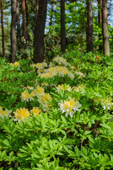 Beautiful yellow and white flowers emerge from lush green foliage, creating a serene atmosphere