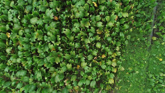 Aerial View of Taro Plant Field in Indonesia
