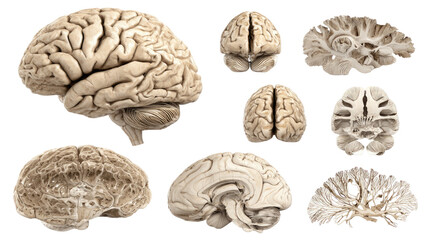 Title: Collection of Human Brain Illustrations in Multiple Sections and Views Isolated on White Background