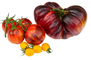 Group of different type of Tomatoes in red, orange, yellow in white background for tax and clipping path.  
