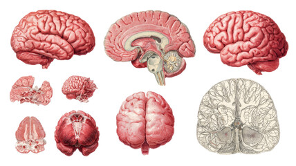 Title: Collection of Human Brain Illustrations in Multiple Sections and Views Isolated on White Background