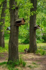Colorful birdhouses hang from sturdy trees in a lush forest, surrounded by greenery and peace
