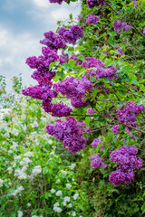 Obraz premium Lilac flowers bloom in rich purple hues amidst lush green foliage in springtime beauty