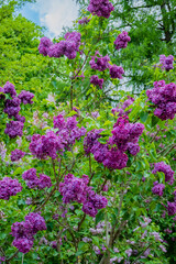 Obraz premium Clusters of lush lilac flowers create a stunning display against a blue sky, inviting admiration