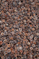 Amidst a peaceful forest, a thick layer of pinecones covers the ground, showcasing autumn's colors