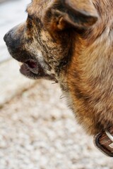 Close-Up of Brindle Dog with Burr Seeds (Bidens Pilosa) on Fur, Nature Macro Photography