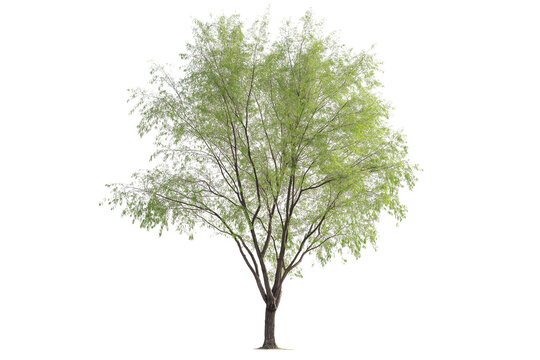 Salix Caprea Tree Isolated on Transparent Background. Isolated Salix Caprea Willow Tree.