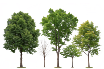 Three green trees standing together in peaceful landscape.