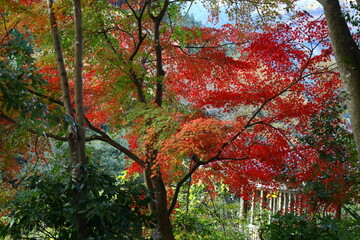 燃える秋