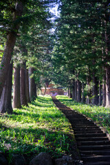 杉林の参道を通り、石段の先に佇む神社の山門