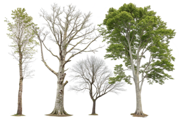Collection of seasonal trees showing nature’s yearly change.