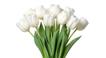 A beautiful bunch of fresh white tulips with green stems isolated on transparent background