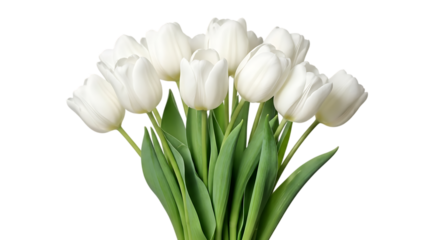 A beautiful bunch of fresh white tulips with green stems isolated on transparent background
