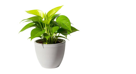 Fototapeta premium Bring nature indoors with this vibrant golden pothos, perfect for a touch of green to any space and a breath of fresh air for your modern home