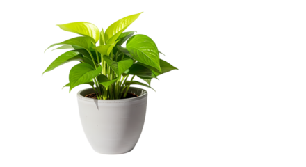 Bring nature indoors with this vibrant golden pothos, perfect for a touch of green to any space and a breath of fresh air for your modern home