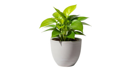 Lush green pothos plant in modern pot brings vibrant life to any space, perfect for home decor, office design, and adding a touch of natural elegance