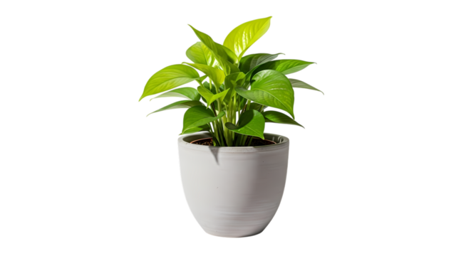 Lush green pothos plant in modern pot brings vibrant life to any space, perfect for home decor, office design, and adding a touch of natural elegance