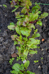 Young spinach plants thrive in dark, fertile earth, reflecting the beauty of a spring garden