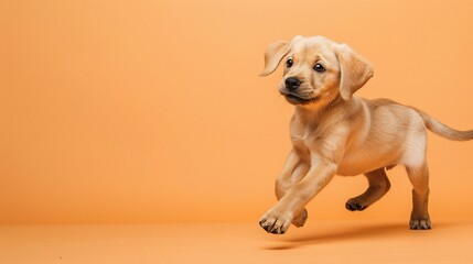 Adorable puppy in mid-stride