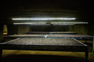 Underground bed with substrate for cultivating gourmet mushrooms
