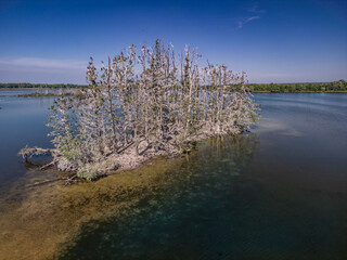 Island with leafless trees full of cormorants on a fish pond in Barycz Valley, Poland &ndash; wildlife and nature scene
