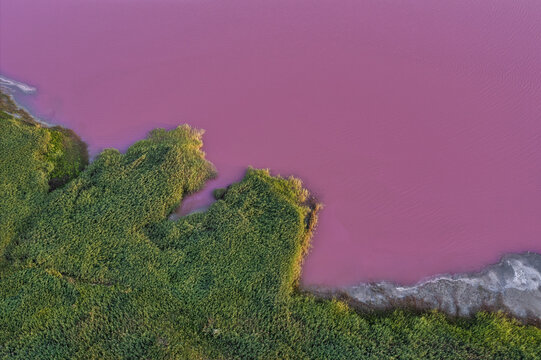 Aerial view of striking contrast where lush green vegetation meets the vibrant pink waters of the Syvash Lagoon, creating a surreal landscape, Syvash, Kherson Oblast, Ukraine.