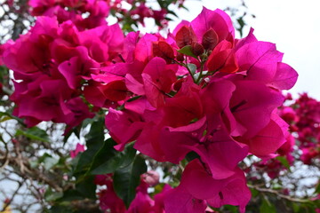 Flor bugambilia Roja