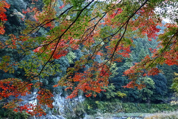 燃える秋