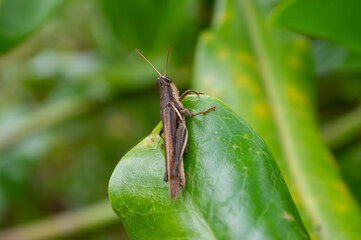Small Grasshopper Perched on Leaf