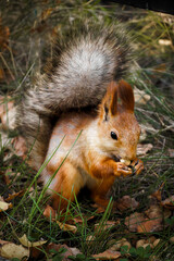 Red squirrel eating a nut in grass
