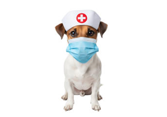 Adorable Jack Russell Terrier dog in a nurse's cap and blue medical face mask, sitting patiently, ready for healthcare, isolated on transparent background.