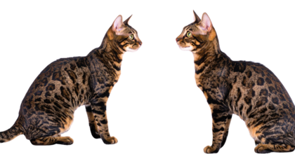  Elegant Bengal Feline Set Looking Upward, isolated on transparent background