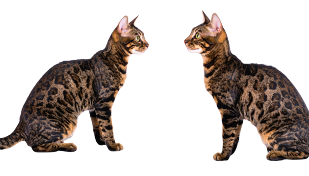  Elegant Bengal Feline Set Looking Upward, isolated on transparent background
