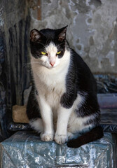 Stray cat standing outside on urban street 