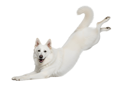 Dynamic White Shepherd Dog in a happy play bow stretching pose, showcasing its cheerful expression and elegant white fur, isolated on transparent background.