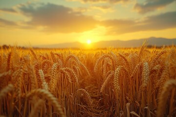 Golden wheat field at sunset under a vibrant orange sky with mountains