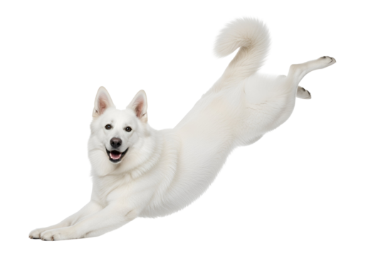 Dynamic White Shepherd Dog in a happy play bow stretching pose, showcasing its cheerful expression and elegant white fur, isolated on transparent background.