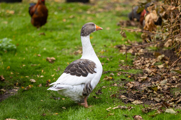 White Geese on a Farm