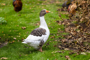 White Geese on a Farm