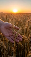 Hand gently touching wheat stalks in golden field at sunset with warm light and soft focus background