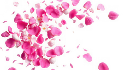 Scattered pink petals transparent background perfect for spring designs and overlays